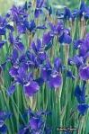 siberian irises