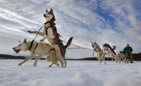 sled dogs are used in races like the Iditarod